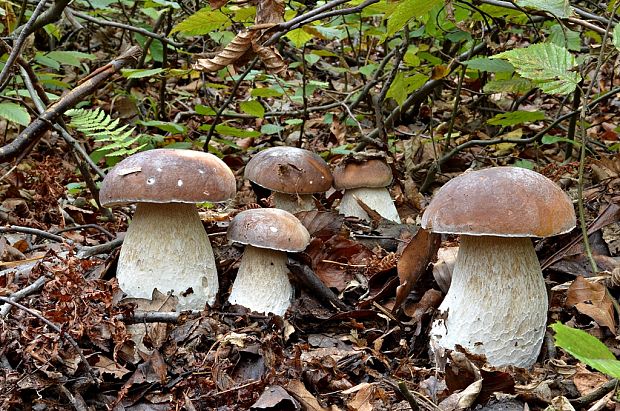 hríb smrekový Boletus edulis Bull.