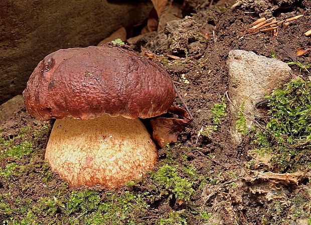 hríb sosnový Boletus pinophilus Pil. et Dermek in Pil.