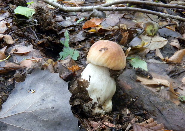 hríb smrekový Boletus reticulatus Schaeff.