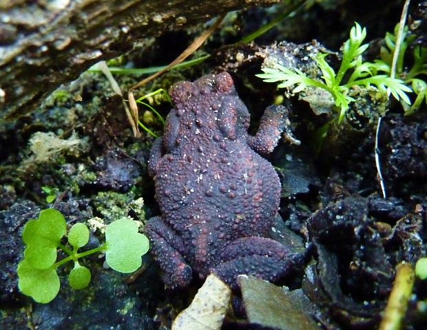 ropucha bradavičnatá  Bufo bufo