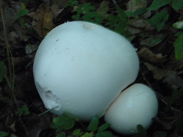 vatovec obrovský Calvatia gigantea (Batsch) Lloyd