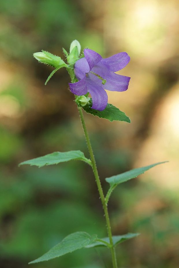 zvonček repkovitý Campanula rapunculoides L.