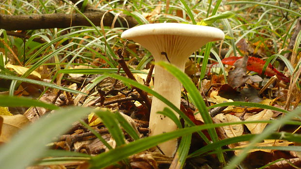 strmuľka Clitocybe sp.