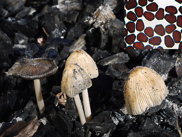 hnojník mitrovitý Coprinellus angulatus (Peck) Redhead, Vilgalys & Moncalvo