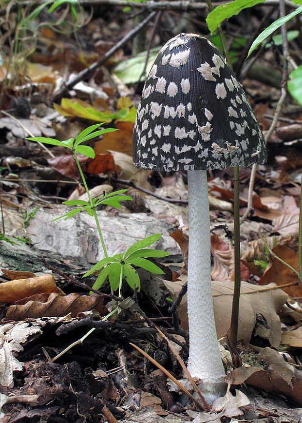 hnojník strakatý Coprinopsis picacea (Bull.) Redhead, Vilgalys & Moncalvo