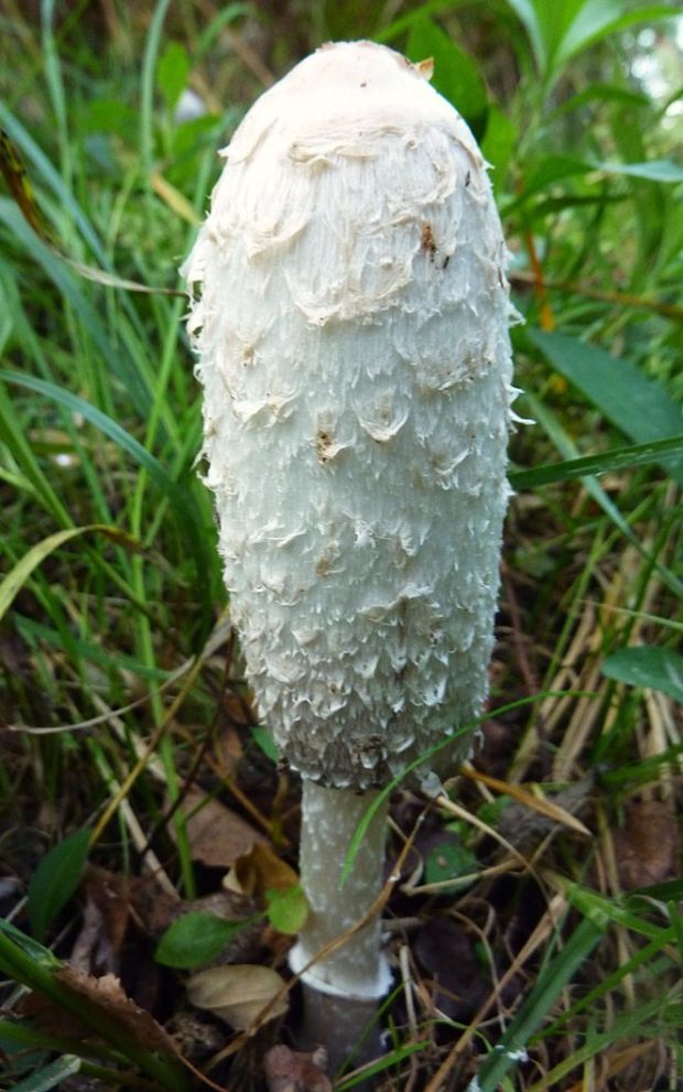 hnojník obyčajný Coprinus comatus (O.F. Müll.) Pers.