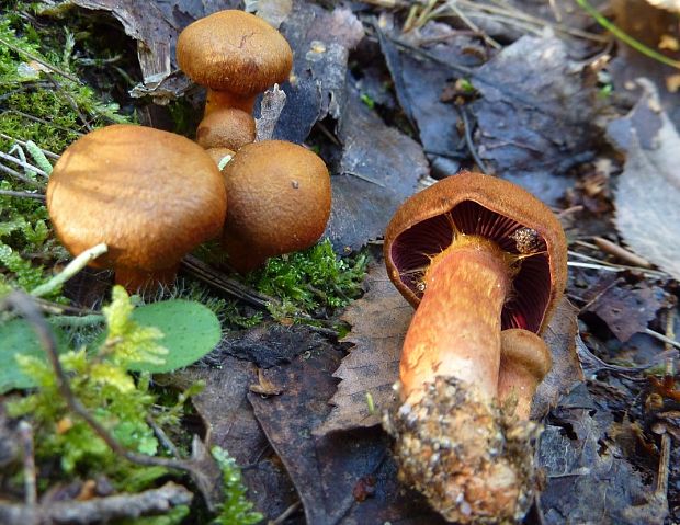 pavučinovec krvavolupeňový Cortinarius cf. semisanguineus (Fr.) Gillet