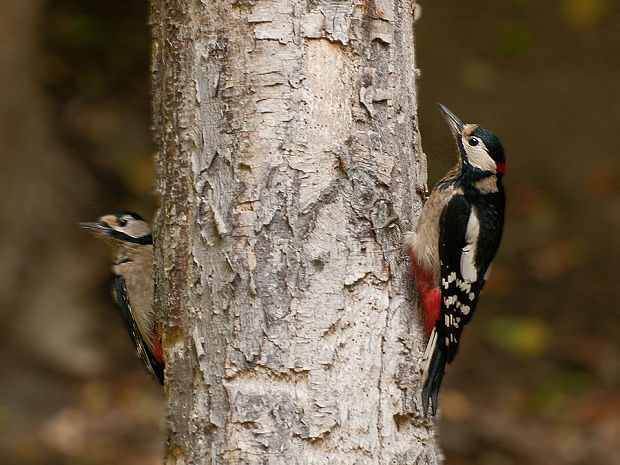 ďateľ veľký Dendrocopos major