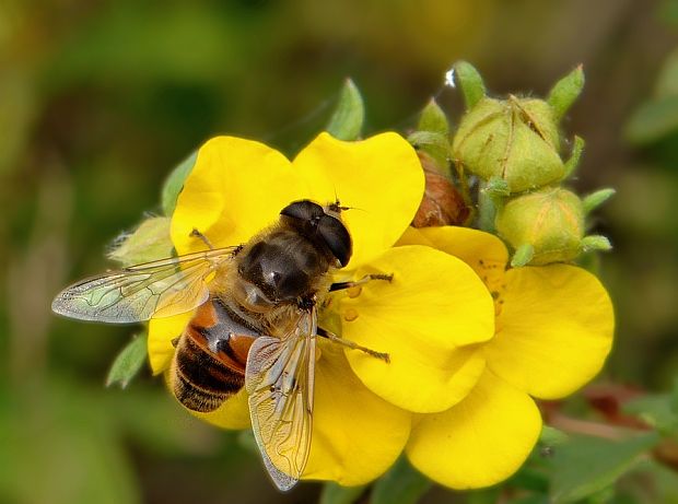 pestrica Eristalis tenax