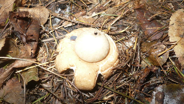 hviezdovka Geastrum sp.