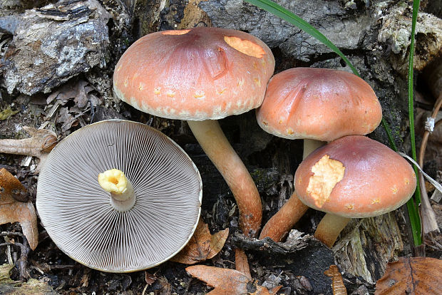 strapcovka tehlovočervená Hypholoma lateritium (Schaeff.) P. Kumm.