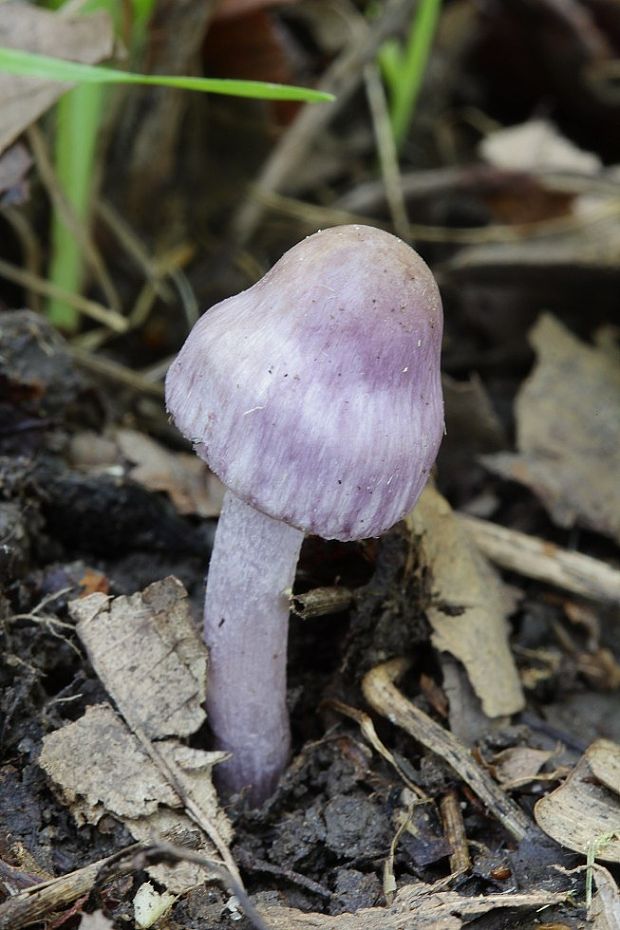 vláknica hlinovolupeňová Inocybe geophylla P. Kumm.