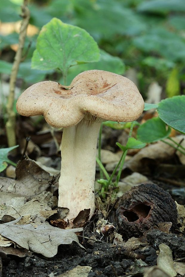 rýdzik Lactarius sp.