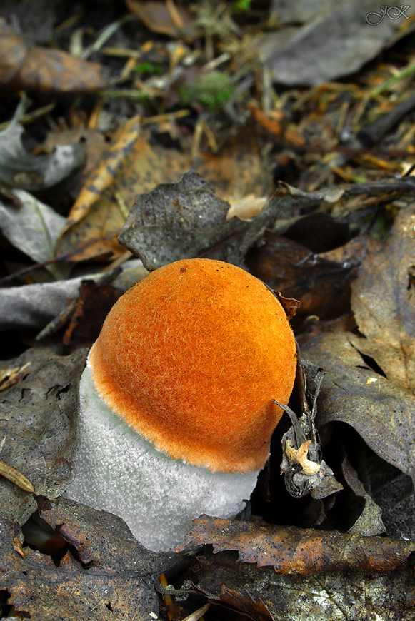 kozák osikový Leccinum albostipitatum den Bakker & Noordel.