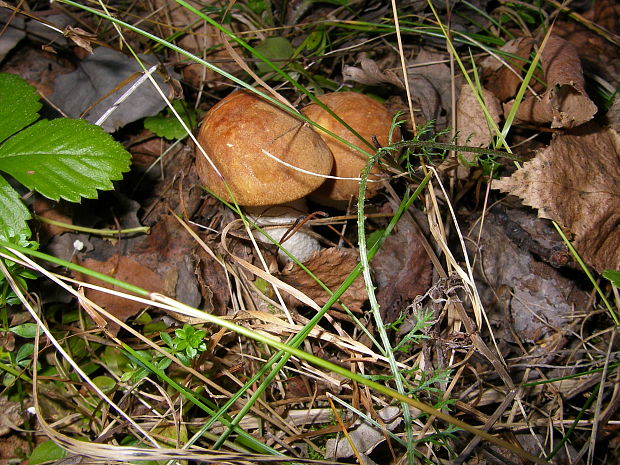 kozák osikový Leccinum albostipitatum den Bakker & Noordel.