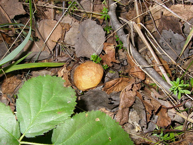 kozák osikový Leccinum albostipitatum den Bakker & Noordel.