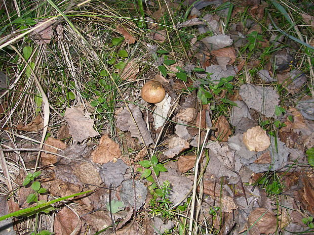 kozák osikový Leccinum albostipitatum den Bakker & Noordel.