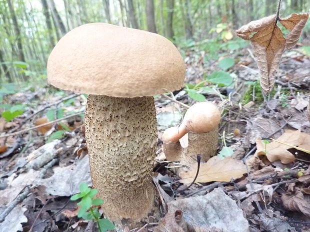 kozák osikový Leccinum albostipitatum den Bakker & Noordel.