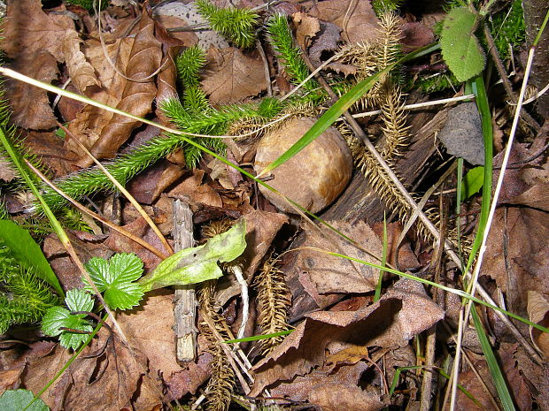 kozák topoľový Leccinum duriusculum (Schulzer ex Kalchbr.) Singer