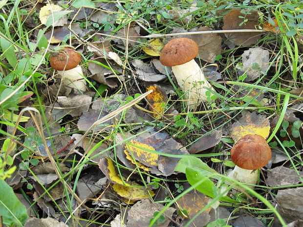 kozák osikový hnedý Leccinum rufum var. decipiens (Singer) Klofac