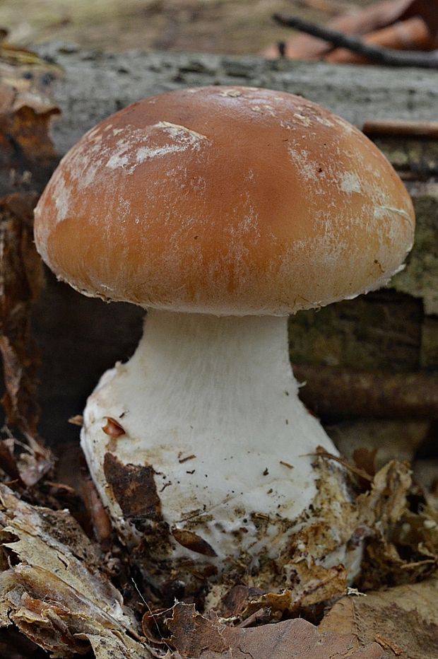 bielopavučinovec hľuznatý Leucocortinarius bulbiger (Alb. & Schwein.) Singer