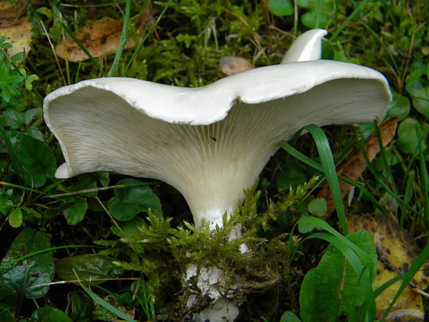 čechratec obrovský Leucopaxillus giganteus (Sowerby) Singer