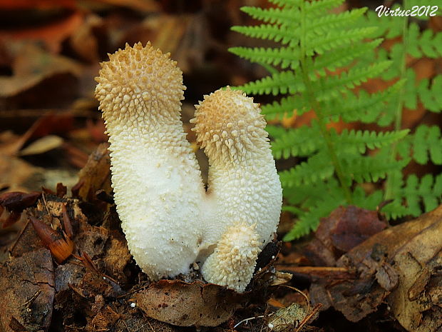 prášnica bradavičnatá Lycoperdon perlatum Pers.