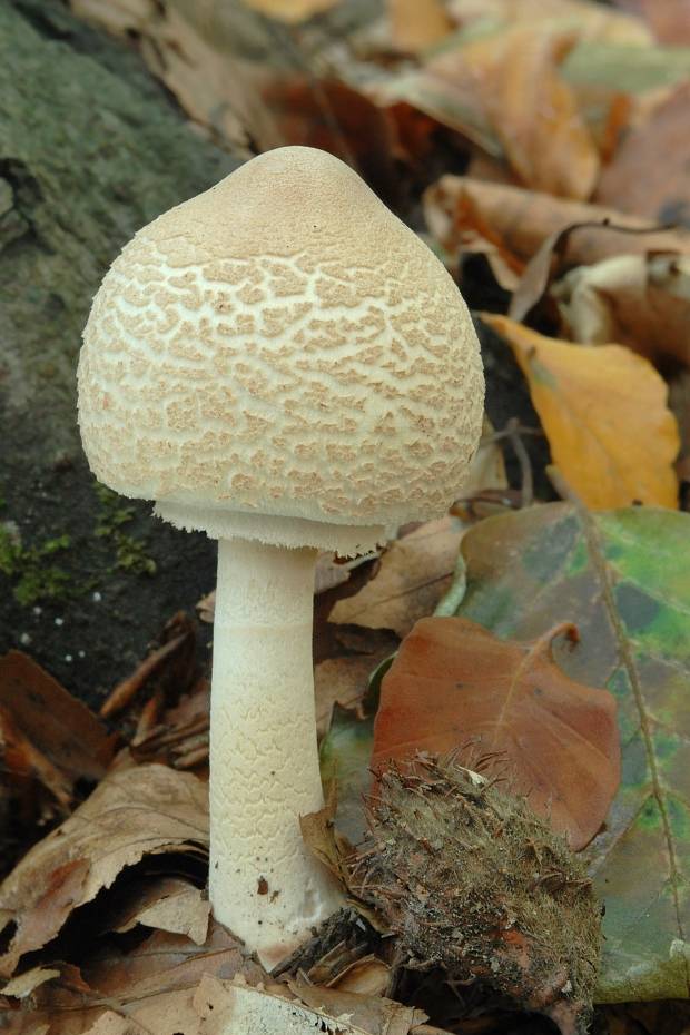 bedľa Macrolepiota sp.