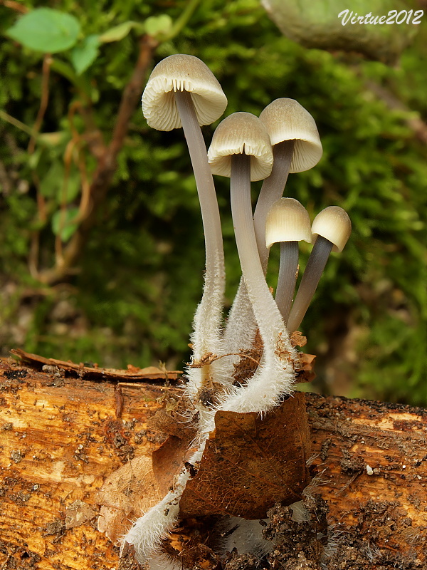 prilbička olivovožltá Mycena arcangeliana Bres.