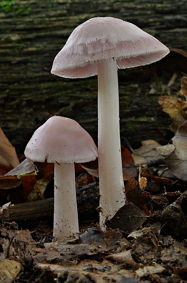 prilbička ružovkastá Mycena rosea Gramberg