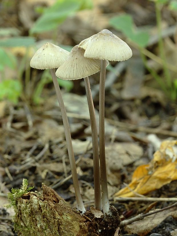 prilbička Mycena sp.