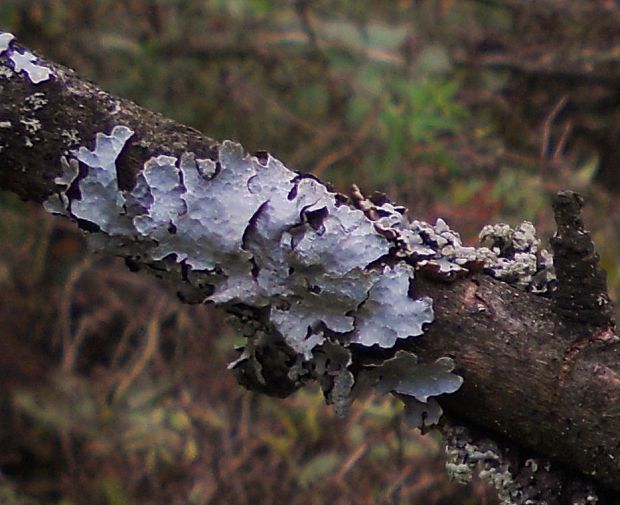 diskovka ryhovaná  Parmelia sulcata Taylor