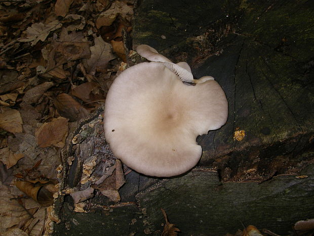 hliva buková Pleurotus pulmonarius (Fr.) Quél.