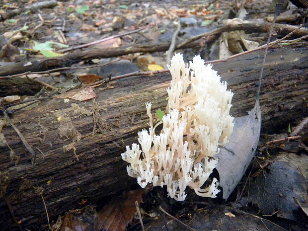 korunovec svietnikovitý Ramaria botrytis (Pers.) Ricken