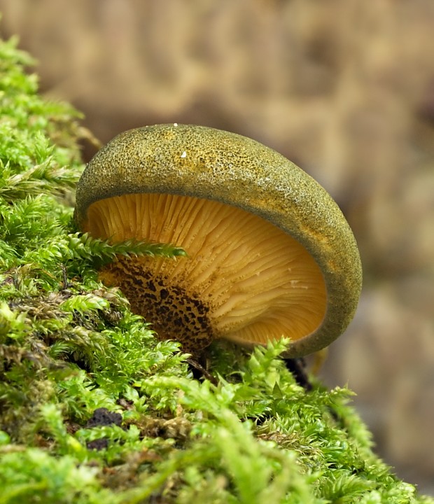 pňovka neskorá Sarcomyxa serotina (Pers.) P. Karst.