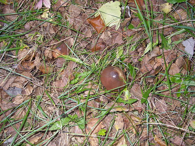 masliak obyčajný Suillus luteus (L.) Roussel