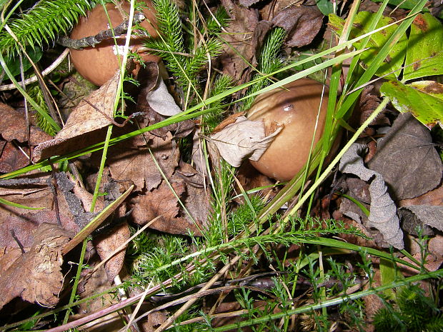 masliak obyčajný Suillus luteus (L.) Roussel