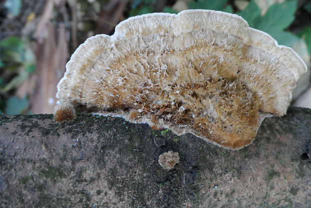 trúdnikovec chlpatý Trametes hirsuta (Wulfen) Lloyd