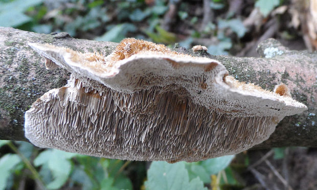 trúdnikovec chlpatý Trametes hirsuta (Wulfen) Lloyd