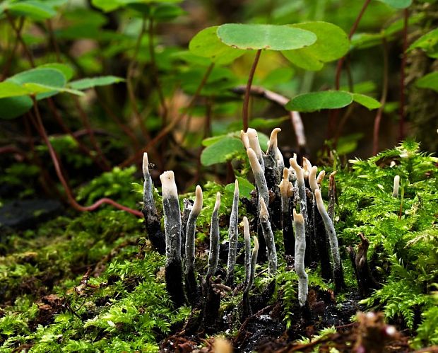 drevnatec parohatý Xylaria hypoxylon (L.) Grev.