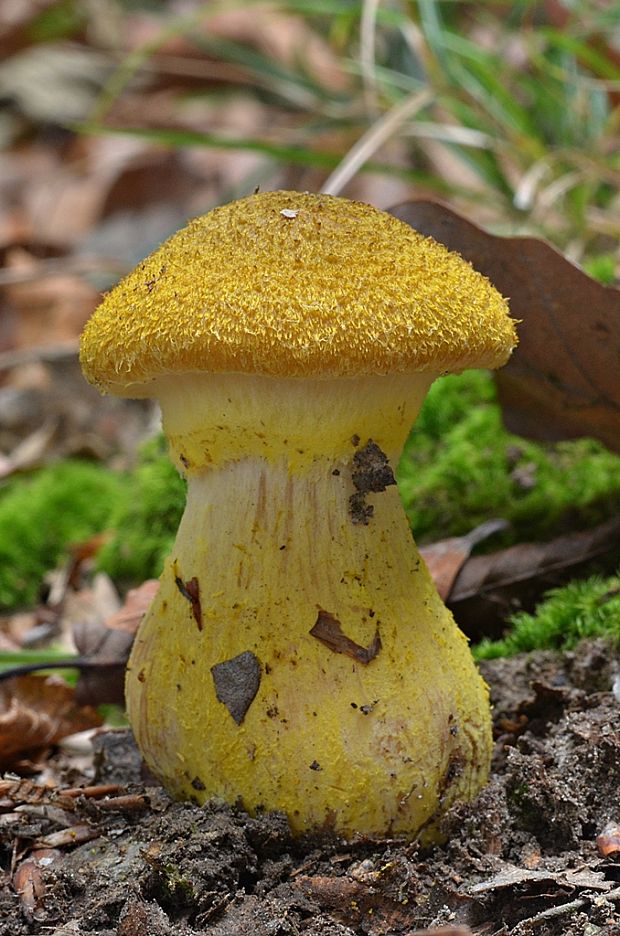 podpňovka žltá Armillaria gallica Marxm. & Romagn.