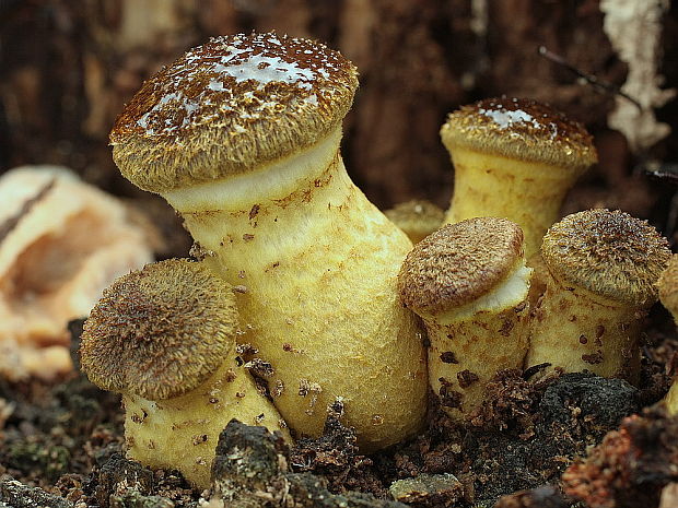 podpňovka obyčajná Armillaria mellea (Vahl) P. Kumm.