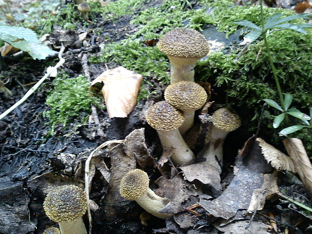 podpňovka Armillaria sp.