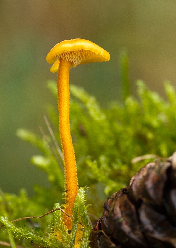 lopatovka obyčajná Auriscalpium vulgare Gray