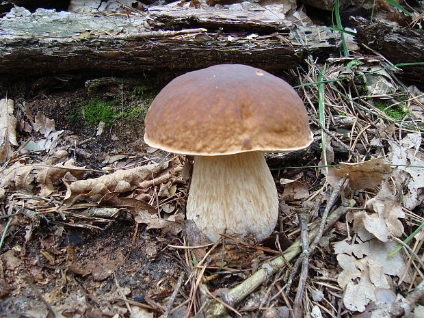 hríb smrekový Boletus edulis Bull.