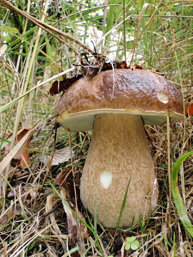 hríb smrekový Boletus edulis Bull.