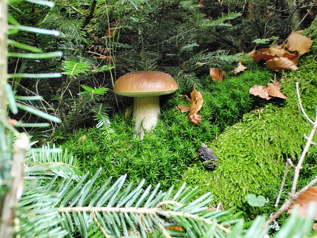 hríb smrekový Boletus edulis Bull.