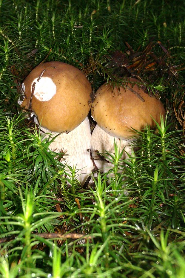 hríb smrekový Boletus edulis Bull.