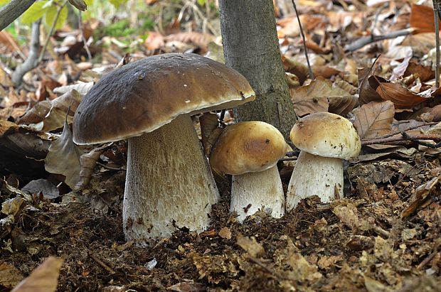 hríb smrekový Boletus edulis Bull.