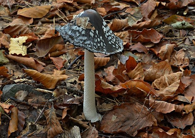 hnojník strakatý Coprinopsis picacea (Bull.) Redhead, Vilgalys & Moncalvo